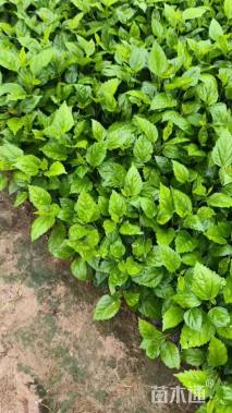 高度25厘米大红花