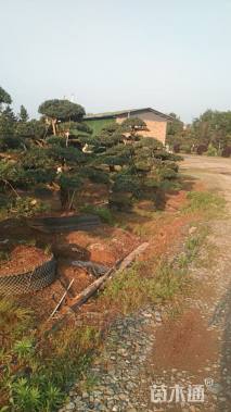 15公分造型罗汉松