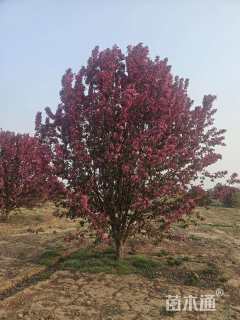 13公分绚丽海棠