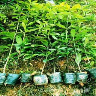 0.5公分金丝楠木