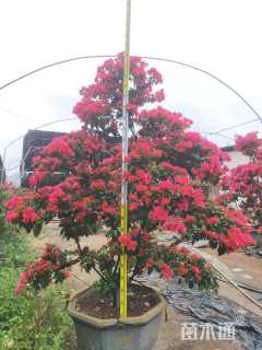 12公分造型红花勒杜鹃