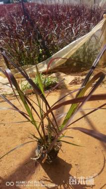 高度25厘米紫叶狼尾草