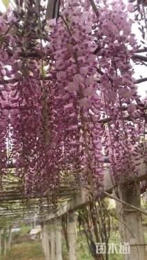 400厘米多花紫藤
