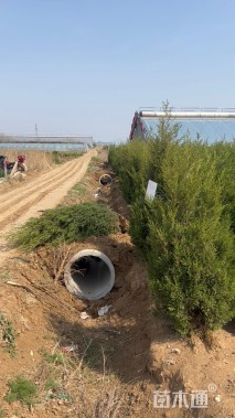 高度200厘米蜀桧