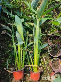 高度60厘米再力花