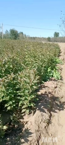 高度40厘米红王子锦带