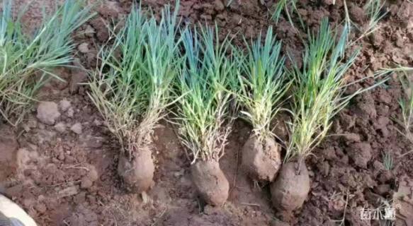 高度30厘米五彩石竹