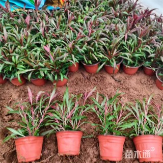 高度35厘米山桃草