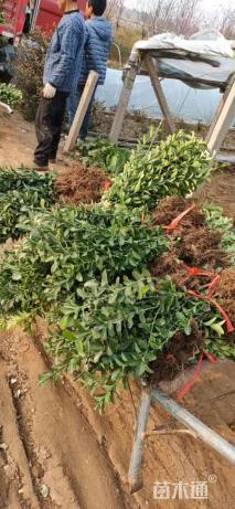 绿化苗木