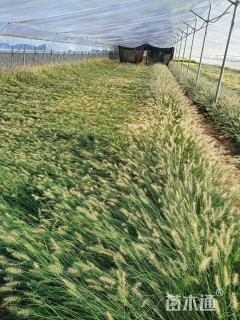 高度15厘米小兔子狼尾草