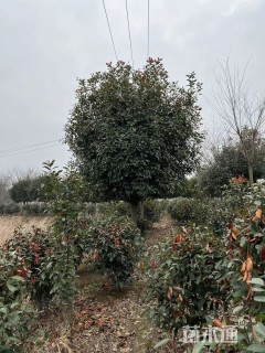 12公分红叶石楠