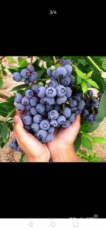高度40厘米蓝莓