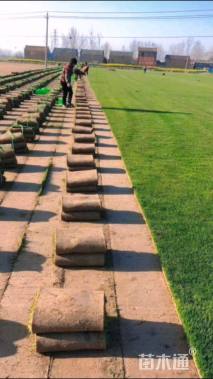 草卷状四季青草坪