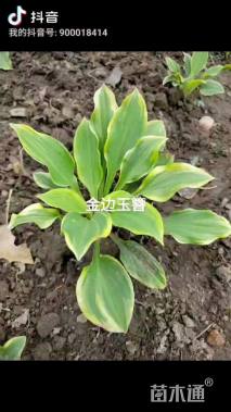 高度10厘米金边玉簪