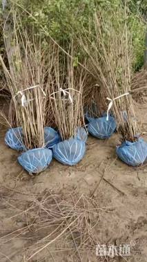 高度120厘米金银木