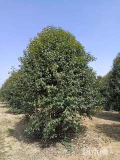 高度400厘米丛生大叶女贞