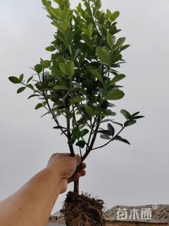 高度50厘米冬青小苗