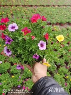 20厘米多色舞春花杯苗观赏组摆