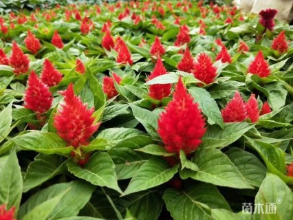 高度25厘米一支笔