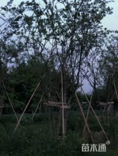 10公分(5杆)丛生朴树