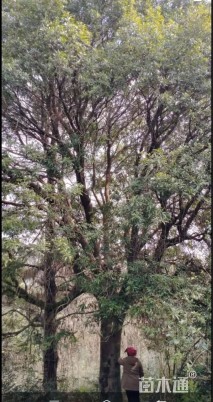52公分杨梅