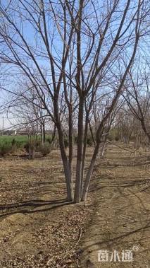 高度900厘米丛生五角枫