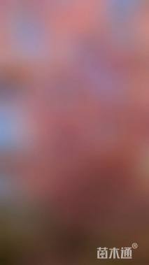 16公分大渔樱花