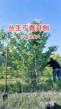 高度300厘米丛生暴马丁香