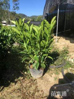 40厘米非洲茉莉