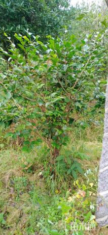 高度150厘米茶花