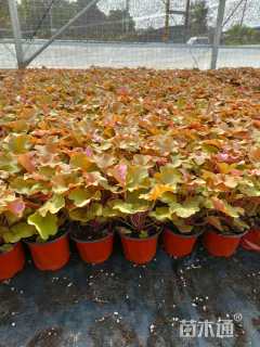 高度18厘米矾根