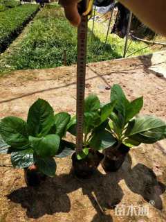 高度20厘米八仙花