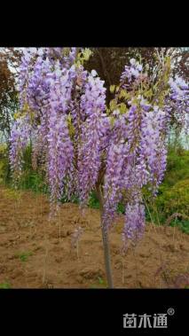 300厘米紫藤
