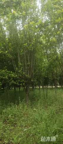 10公分西府海棠