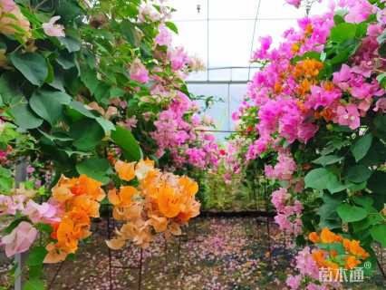 高度30厘米三角梅