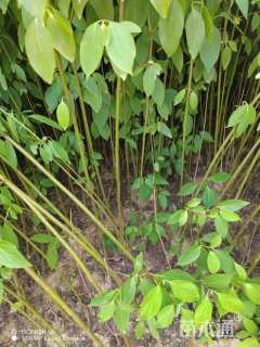 高度60厘米红瑞木