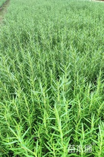 高度45厘米迷迭香