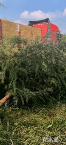 高度500厘米雪松