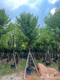 高度5.0厘米紫荆