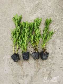 高度25厘米木春菊