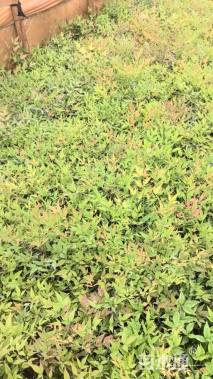 高度50厘米南天竹