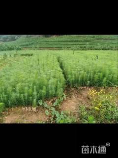 高度60厘米马尾松