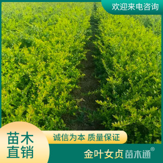 高度60厘米金叶女贞