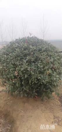 冠幅180厘米红叶石楠球