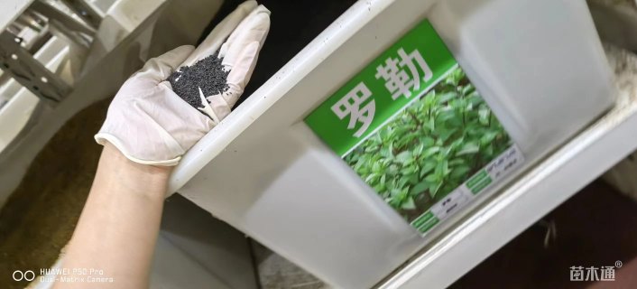 罗勒种子