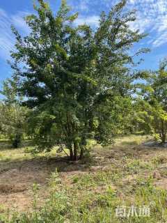 高度600厘米丛生五角枫