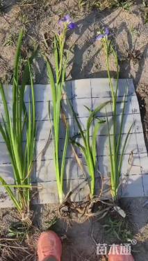 高度60厘米鸢尾