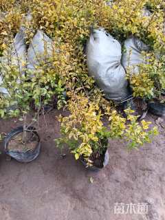 大杯苗亮晶女贞小苗