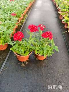 高度10厘米美女樱