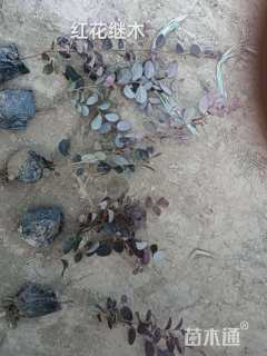 高度25厘米红花继木小苗